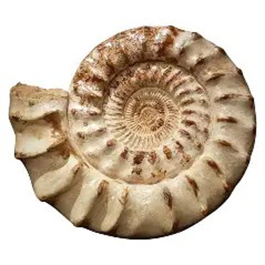 Ammonite web